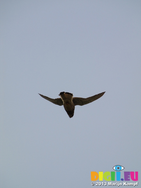 SX28409 Kestrel (Falco tinnunculus)